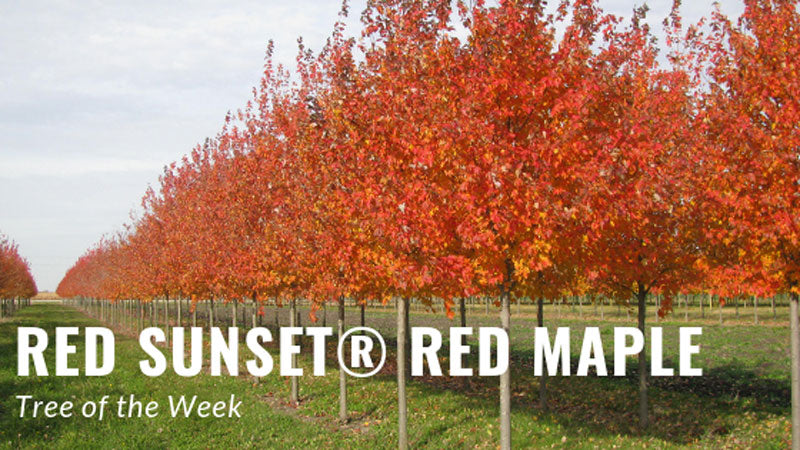 Tree of the Week: Red Sunset Red Maple