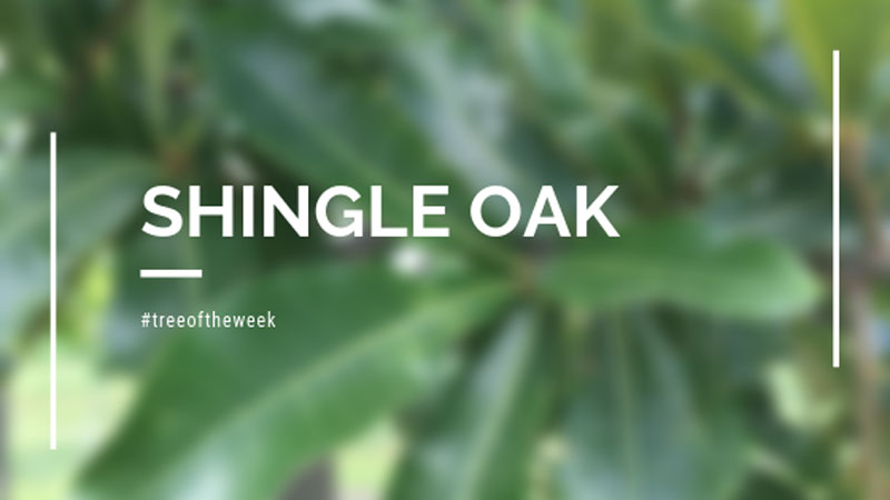 Tree of the Week: Shingle Oak