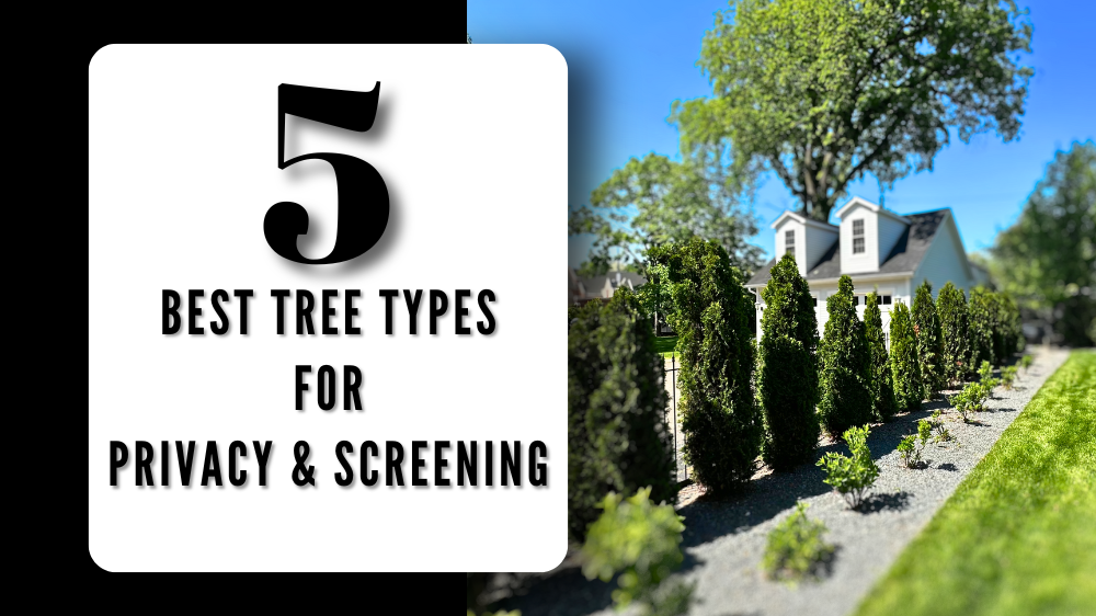 5 Best Tree Types for Privacy & Screening