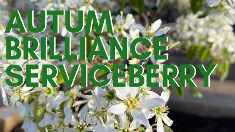 Tree of the Week: Autumn Brilliance Serviceberry