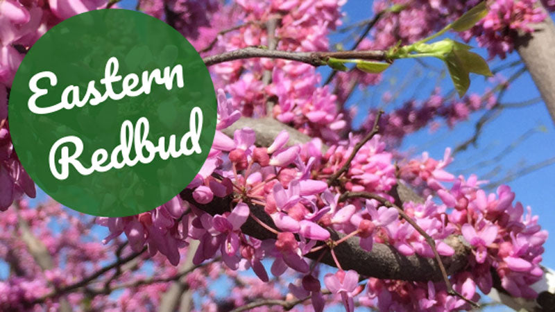 Tree of the Week: Eastern Redbud