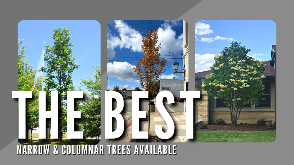 Best Narrow & Columnar Trees