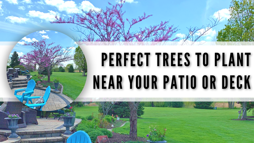 Can I Plant a Tree Near My Patio or Deck?