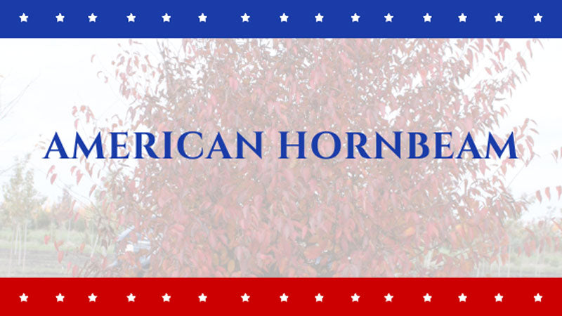 Tree of the Week: American Hornbeam