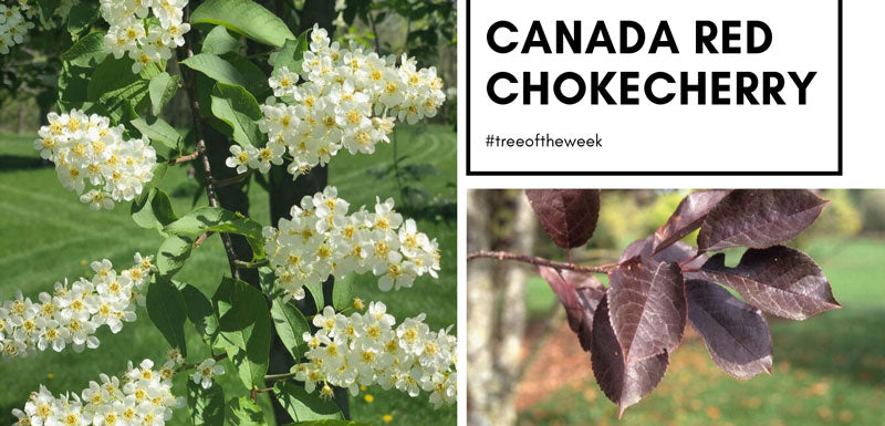 Tree of the week: Canada Red Chokecherry