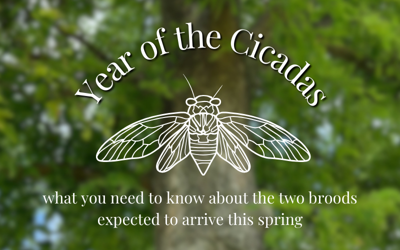 Year of the Cicada graphic of a cicada with its wings outstretched with a blurred out picture of a hackberry in the background.