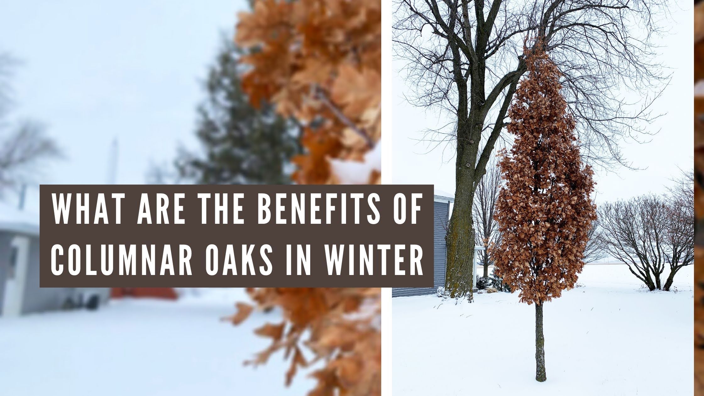 Columnar Oaks in Winter