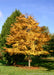 Accolade Elm in landscape with yellow fall color