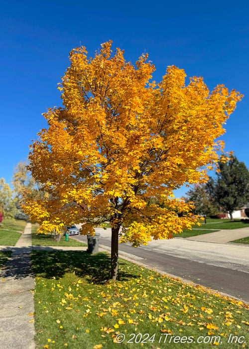 Maturing Emerald Lustre Norway Maple on the parkway in full yellow fall color.