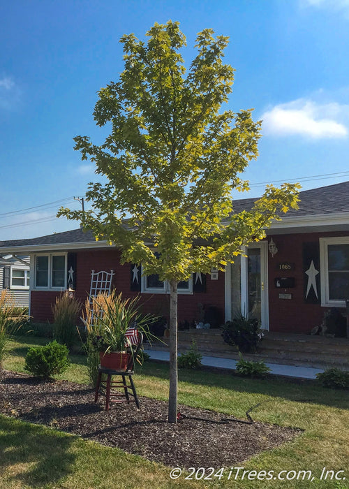 Newly planted Autumn Blaze in a front yard berm. 