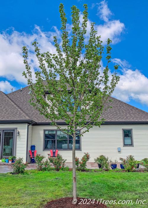 Newly planted Autumn Blaze Maple in a backyard with green leaves.