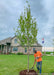 Newly planted Autumn Blaze Maple in a front yard with crew member raking mulch around the tree. 