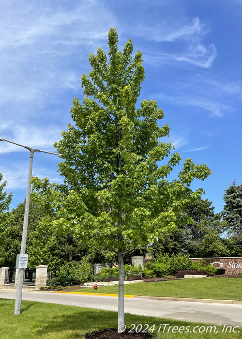 Autumn Blaze Maple with green leaves planted in an HOA entrance.