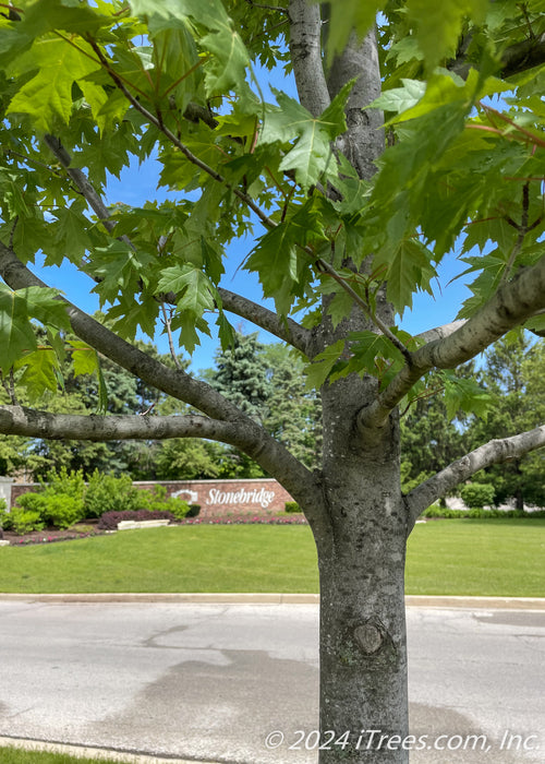 Closeup of trunk and branches with green leaves. 