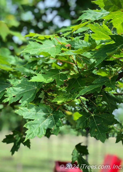 Closeup of bright green leaves at the end of branches.