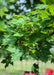 Closeup of bright green leaves at the end of branches.