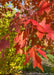 Closeup of red-orange fall color.