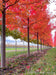 View of a row of Autumn Blaze from the ground showing closeup of trunks and underside of the tree's canopy of red fall color.