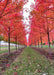 View of two rows of Autumn Blaze Maple in the nursery with red fall color showing trunks and underside of the canopies.