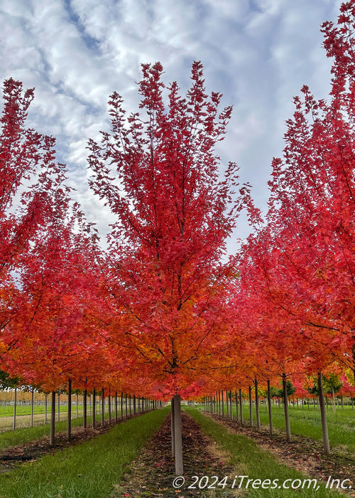 View of three rows of Autumn Blaze Maple in full fall color.