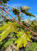 Closeup of deeply cut bright green leaves with red stem and veins.