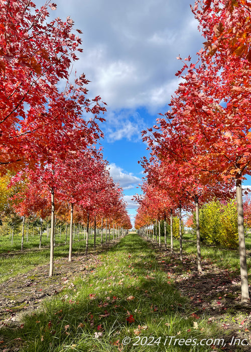 Two rows of Autumn Blaze Maple with bright red fall foliage and blue sky in the background.