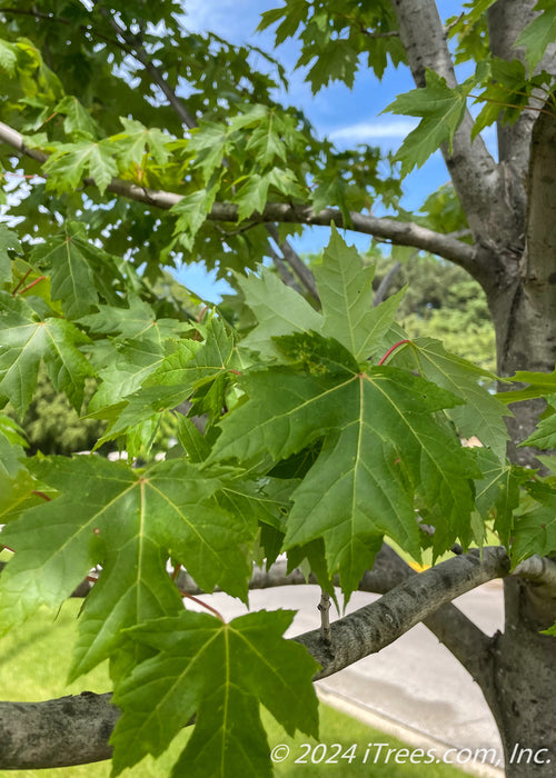 Closeup of branches with bright green leaves and blue sky in the background. 