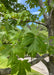 Closeup of branches with bright green leaves and blue sky in the background. 