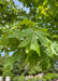 Closeup of deeply cut bright green leaf.