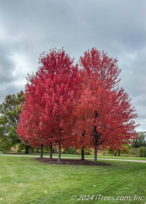 A berm of Autumn Blaze near a long drive, showing bright red fall color. 