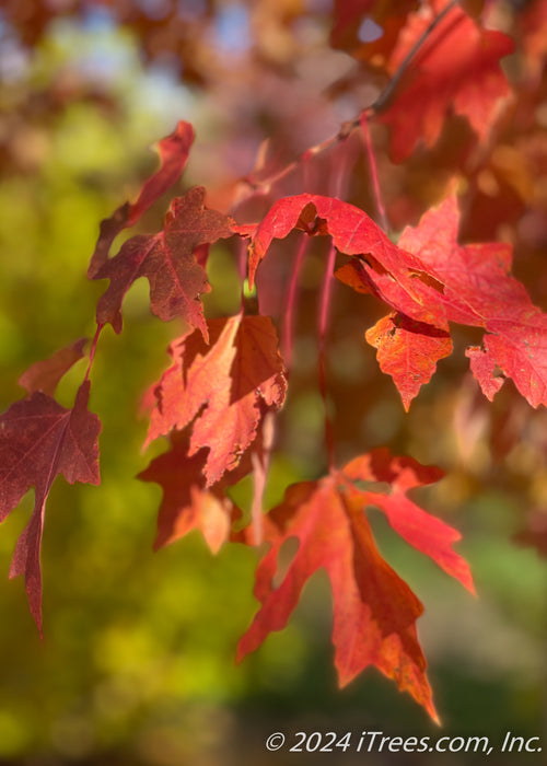 Closeup of red fall color.