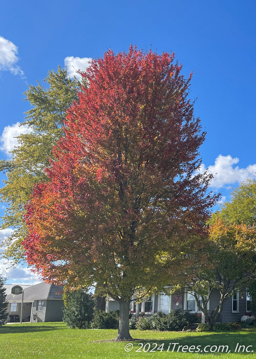 Autumn Blaze Maple with transitioning fall color. 