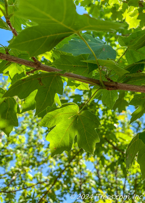 Closeup of underside of green leaves.