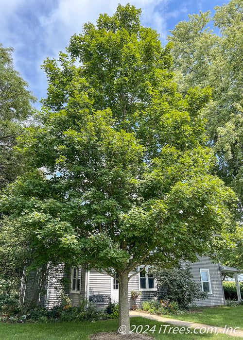 State Street Maple with a full canopy of green leaves planted in a back side yard.