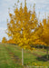 State Street Maple with yellow leaves at the nursery.