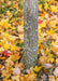 Closeup of the base of the tree's trunk and ground covered in yellow fall leaves.