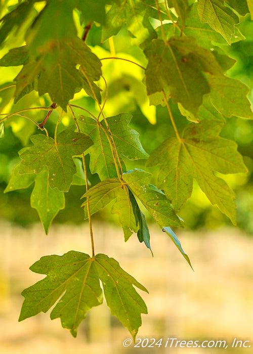 Closeup of underside of green leaves.