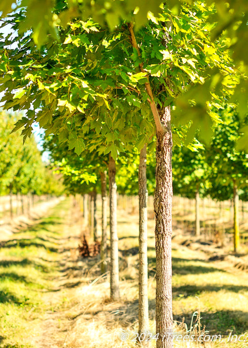 Closeup of a row of State Street Maple at the nursery view of lower canopy and trunks.