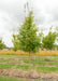 State Street Maple at the nursery with green leaves.