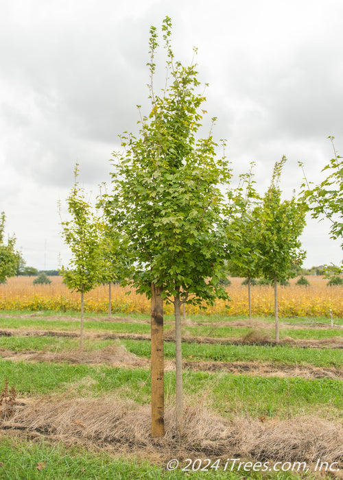 State Street Maple at the nursery with green leaves with a large ruler to show the canopy height measured at about 5 ft.