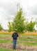 State Street Maple at the nursery with green leaves.