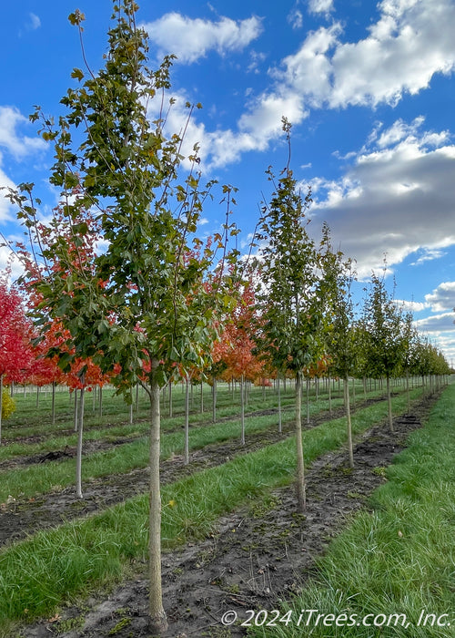 A row of State Street Maple at the nursery with green leaves.