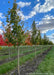 A row of State Street Maple at the nursery with green leaves.