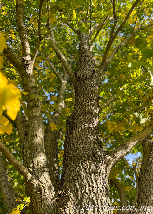 Closeup view of deeply furrowed trunk and branches with green to yellow changing leaves.