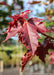 Closeup of a deep purple leaf.