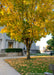 View of lower canopy of a large Emerald Lustre Norway Maple with transitioning fall color.