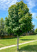 Emerald Lustre Norway Maple on the parkway with green leaves.