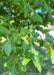 Closeup of dark green leaves.