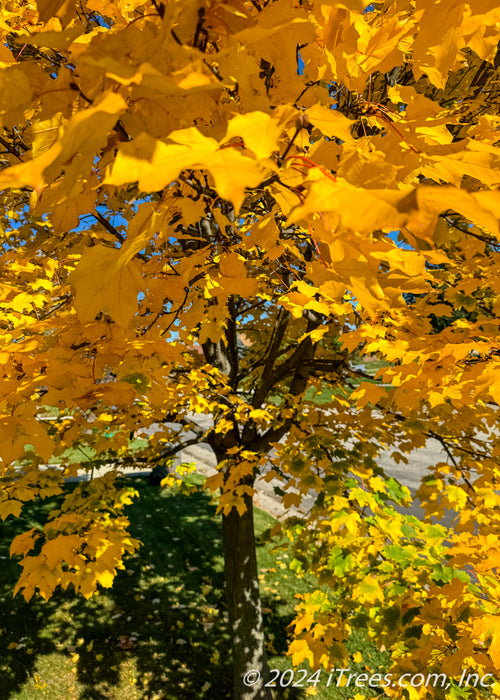 Closeup of lower branching, trunk and yellow leaves.