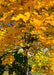 Closeup of lower branching, trunk and yellow leaves.